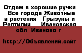 Отдам в хорошие ручки - Все города Животные и растения » Грызуны и Рептилии   . Ивановская обл.,Иваново г.